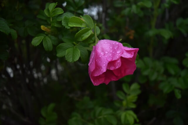 雨で濡れた花