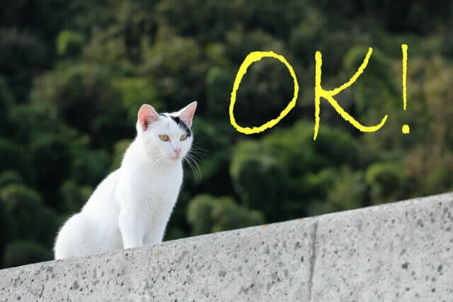 猫と「OK」の文字