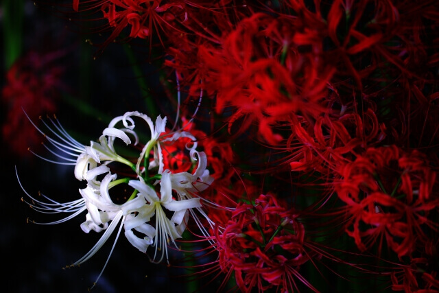 赤い曼殊沙華の中にある白い曼殊沙華